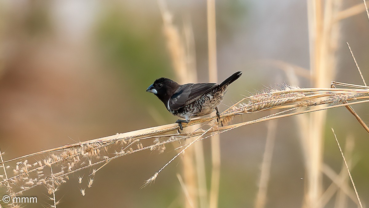 ハゴロモシチホウ - ML646779202