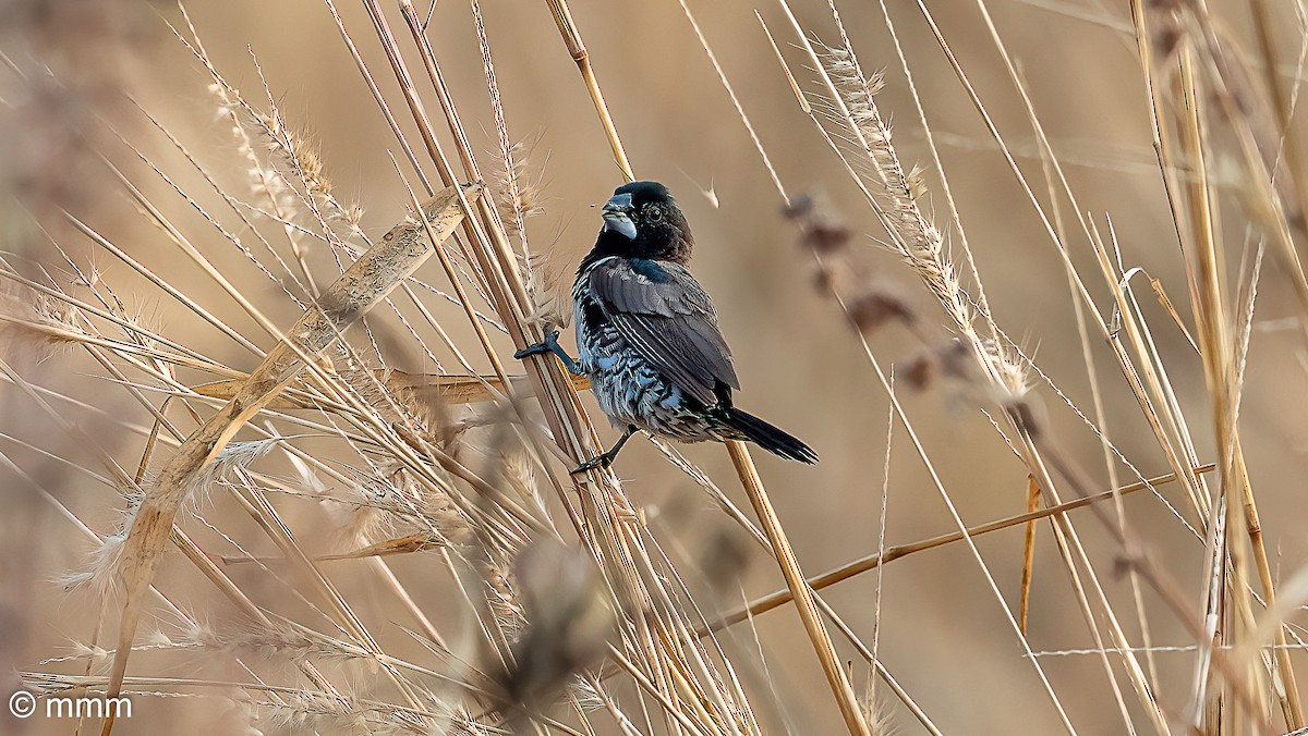 ハゴロモシチホウ - ML646779203