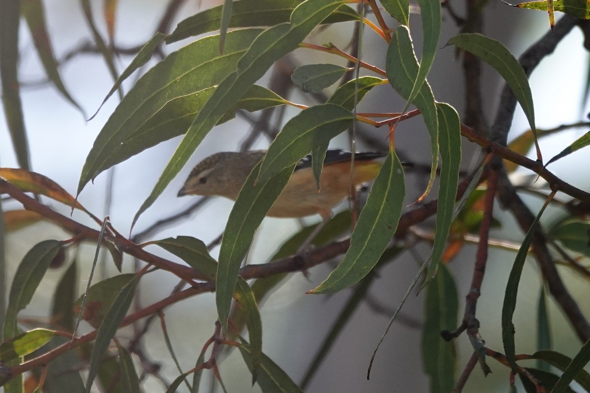 ホウセキドリ - ML646779204