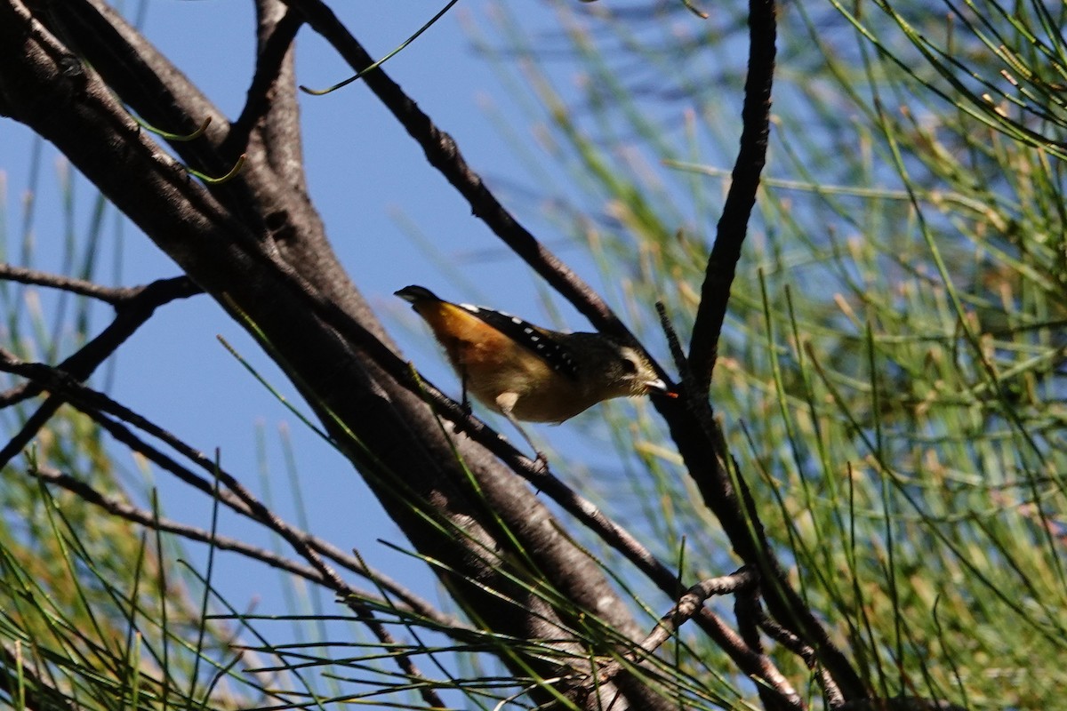 ホウセキドリ - ML646779205