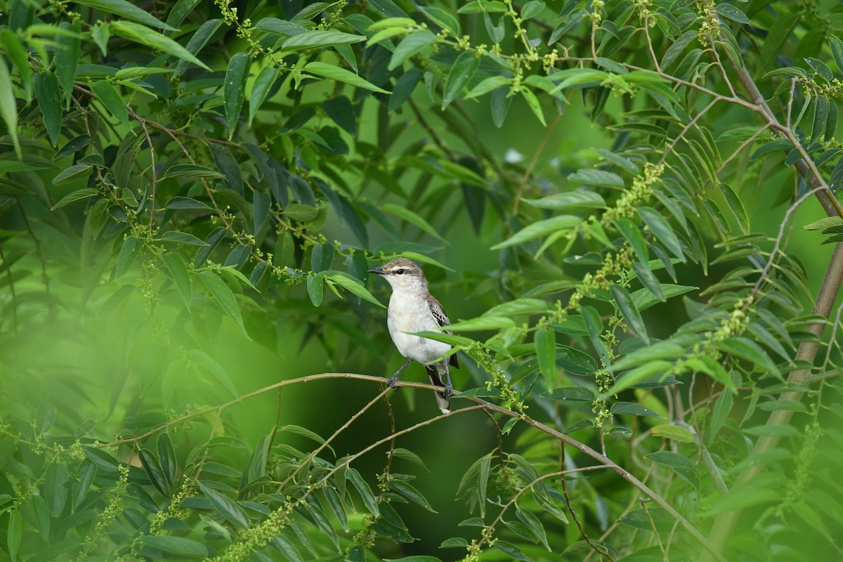 ハジロナキサンショウクイ - ML646779206