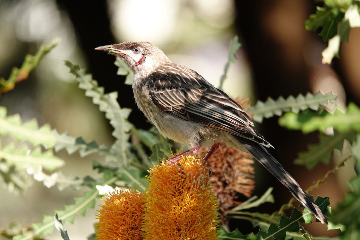 アカミミダレミツスイ - ML646779207