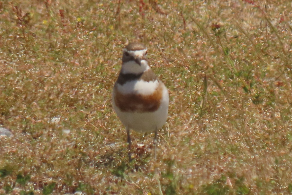 チャオビチドリ - ML646779208