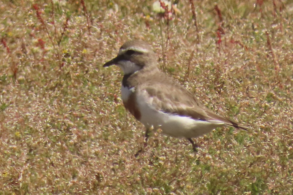 チャオビチドリ - ML646779209