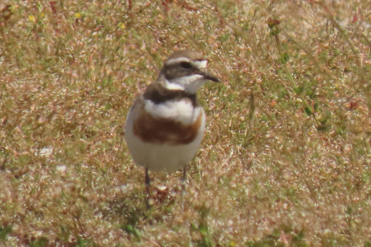 チャオビチドリ - ML646779210