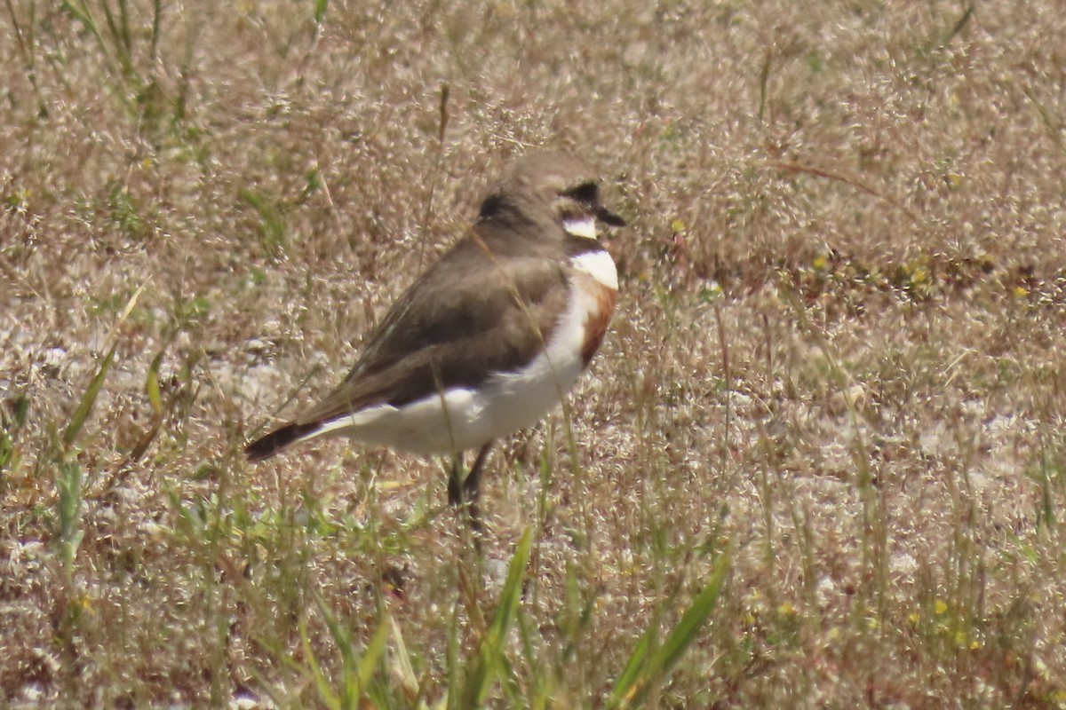 チャオビチドリ - ML646779211