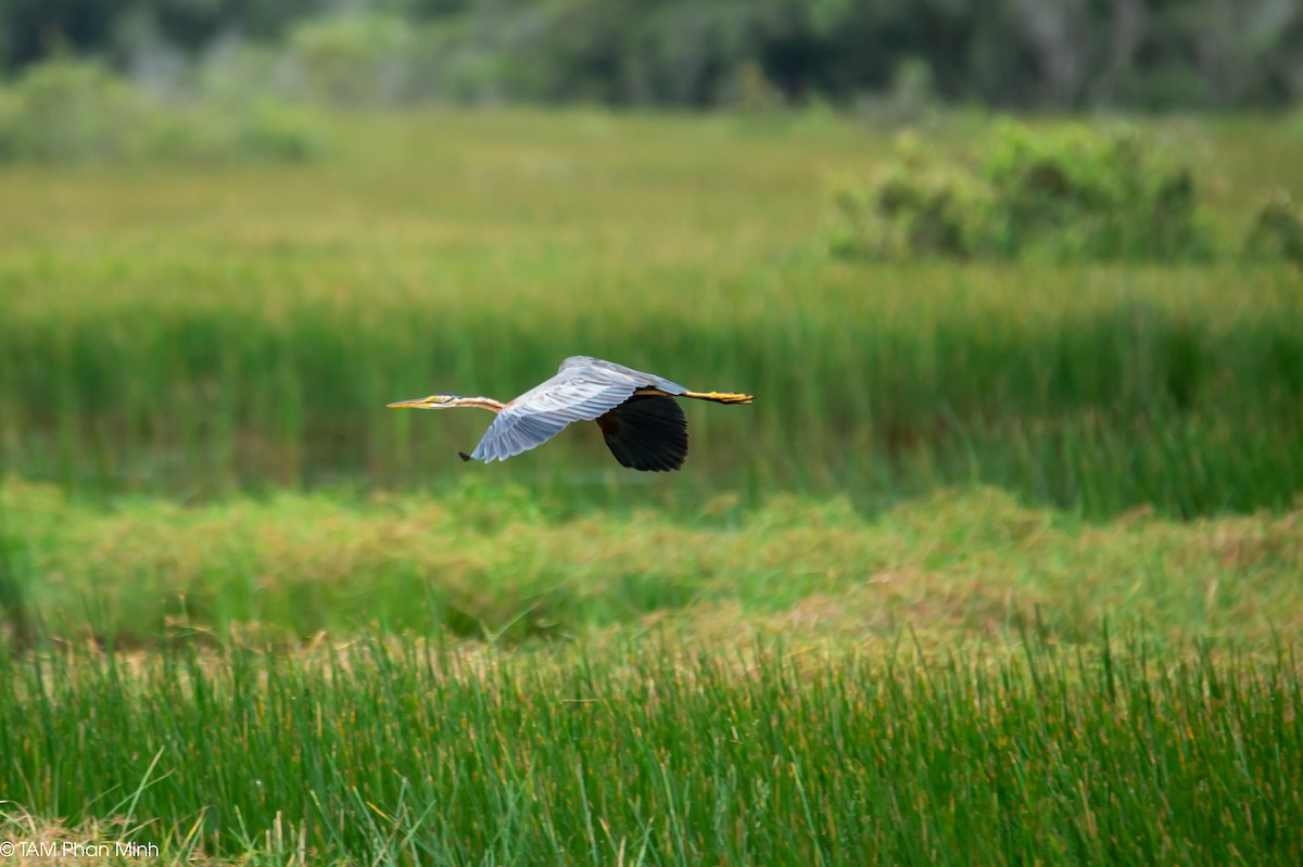 ムラサキサギ - ML646779212