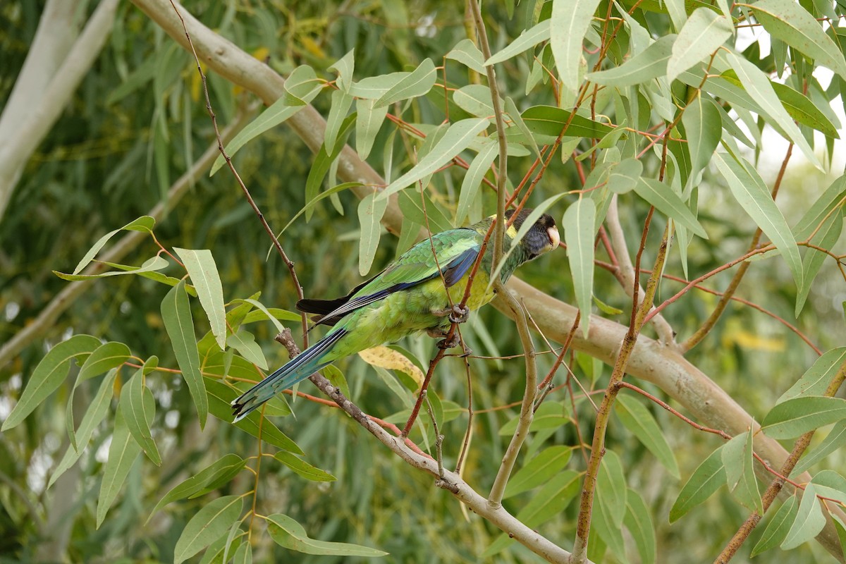 コダイマキエインコ - ML646779214