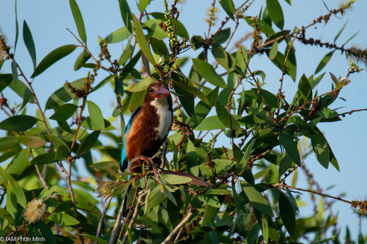 アオショウビン - ML646779215