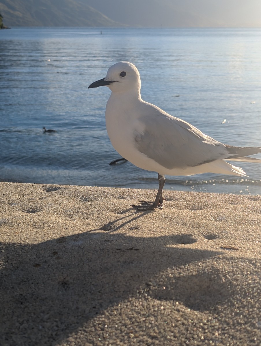 ハシグロカモメ - ML646779216