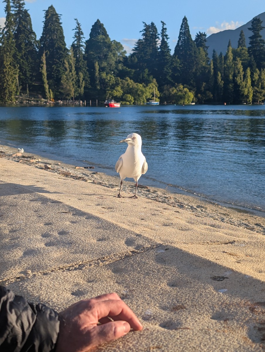 ハシグロカモメ - ML646779217