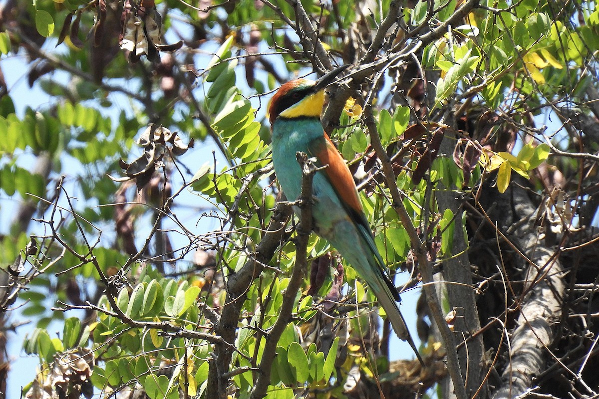 ヨーロッパハチクイ - ML646779218