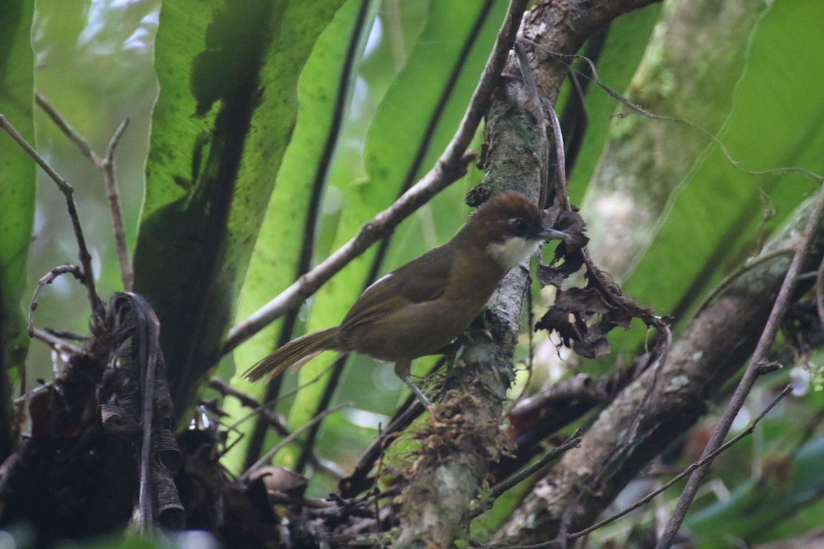 マダガスカルチメドリ - ML646779220