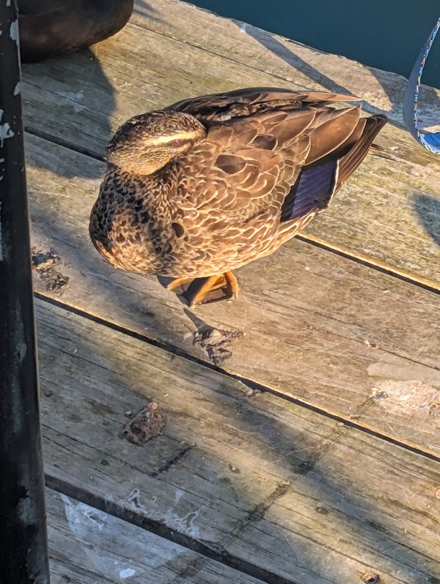 雑種 マガモ ｘ マミジロカルガモ - ML646779221