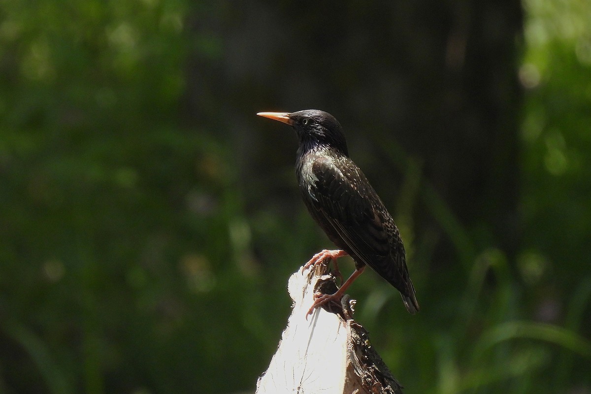 ホシムクドリ - ML646779224