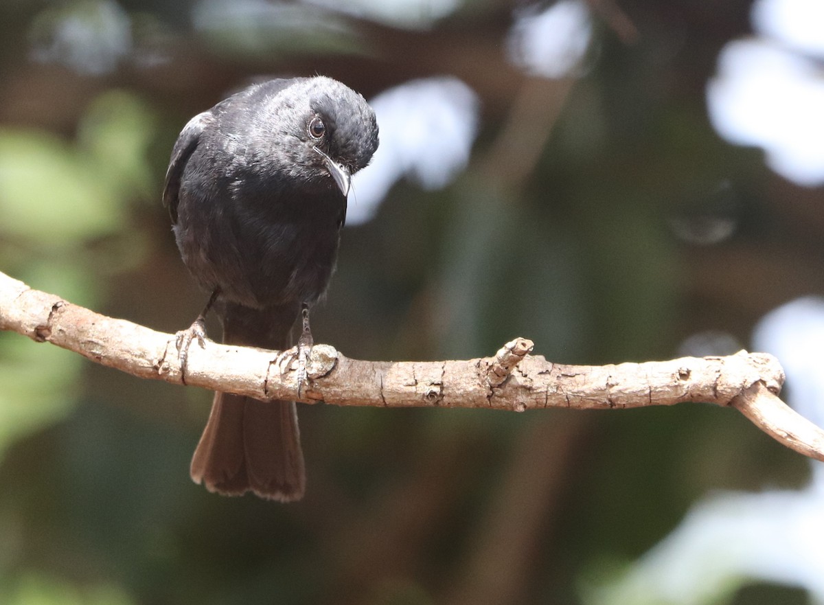 Мухарка південна - ML646779227