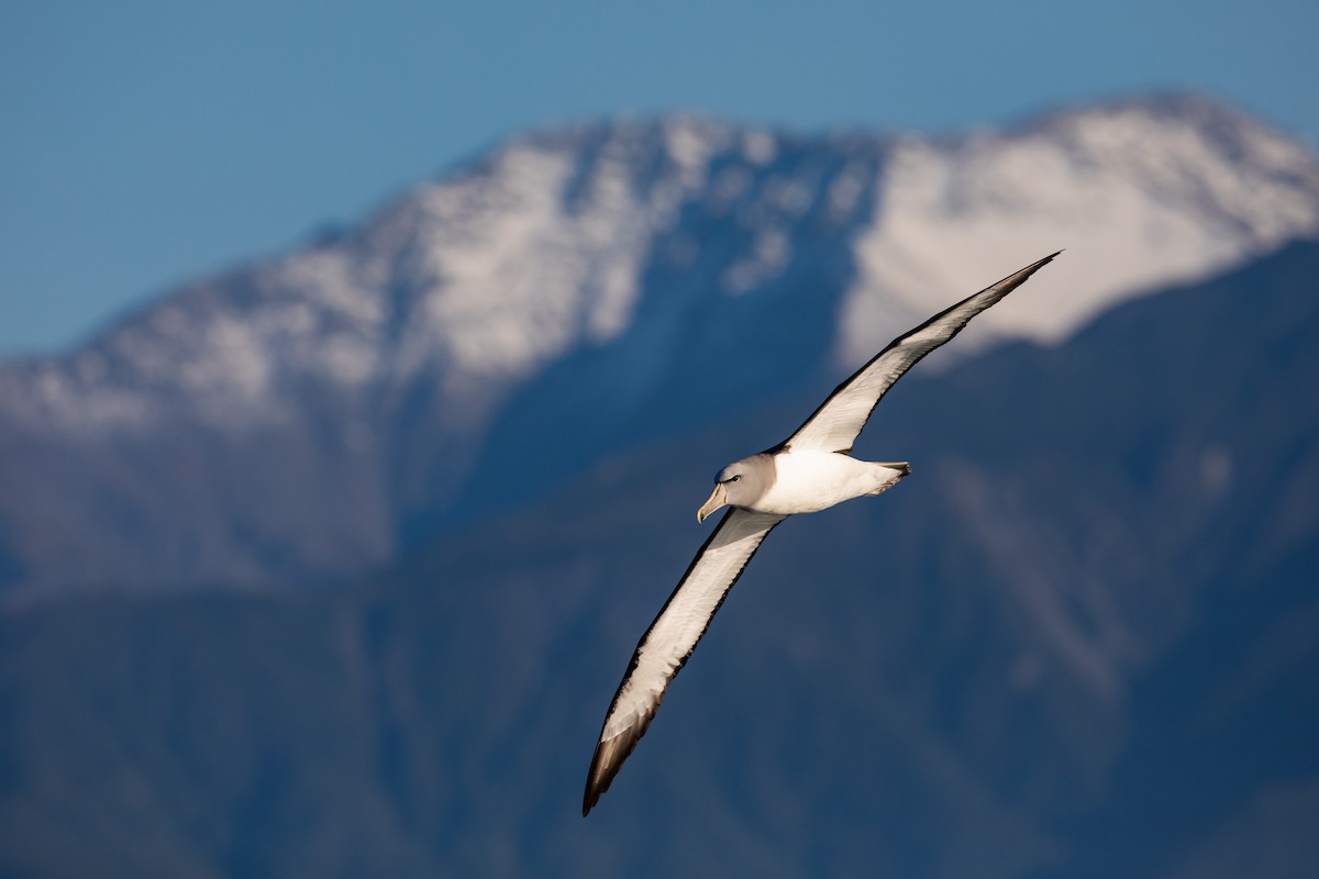 Salvin's Albatross - ML646779231