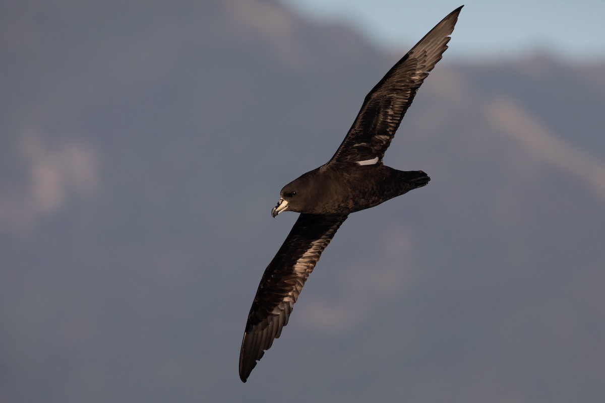 Westland Petrel - ML646779236