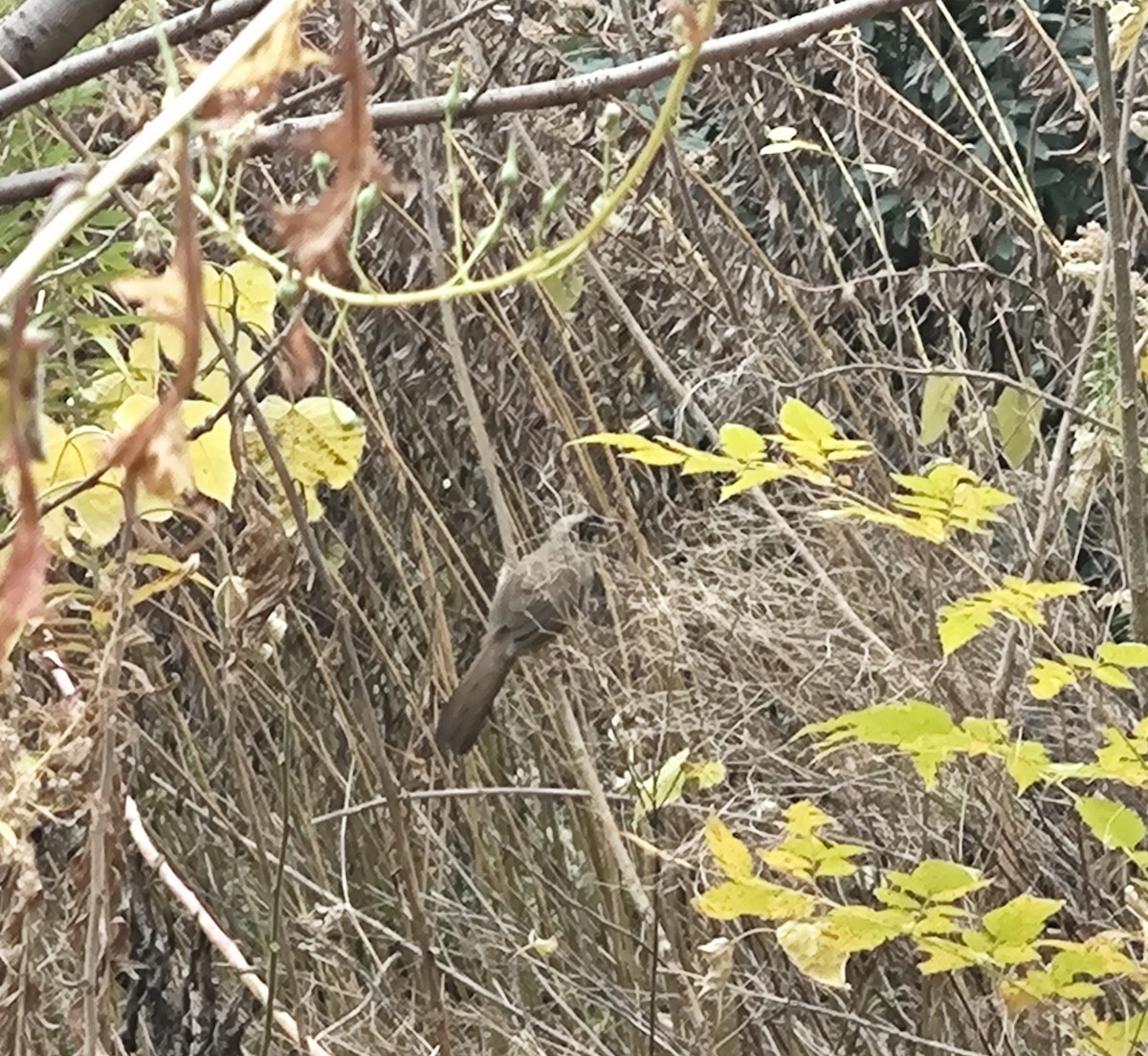 Masked Laughingthrush - ML646779251