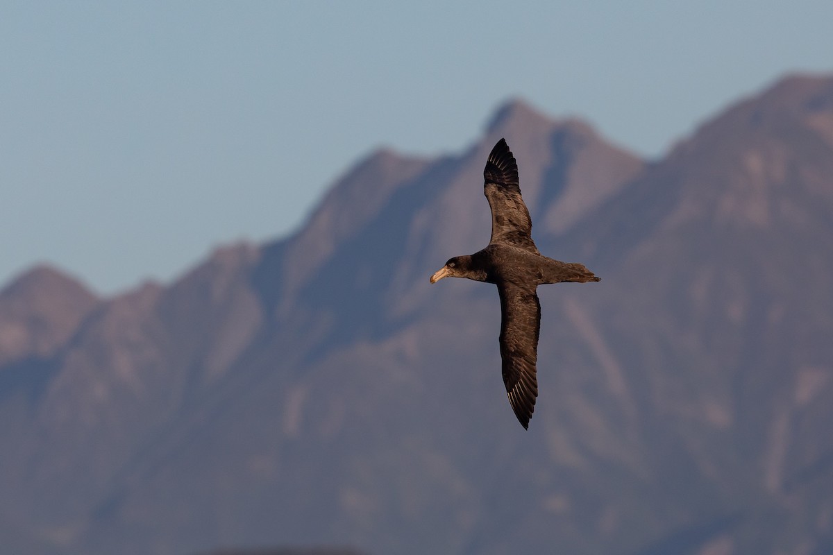 Northern Giant-Petrel - ML646779256
