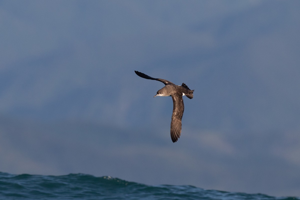 Hutton's Shearwater - ML646779258