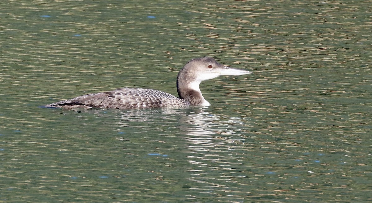 Buz Dalgıcı - ML646779259