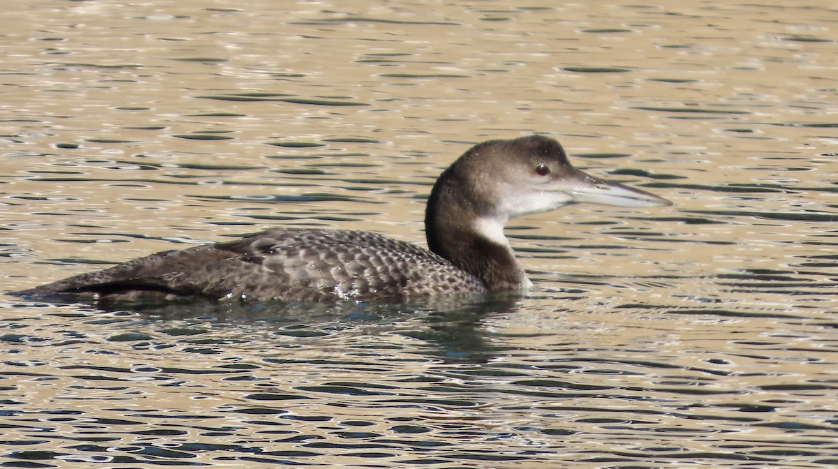 Buz Dalgıcı - ML646779261