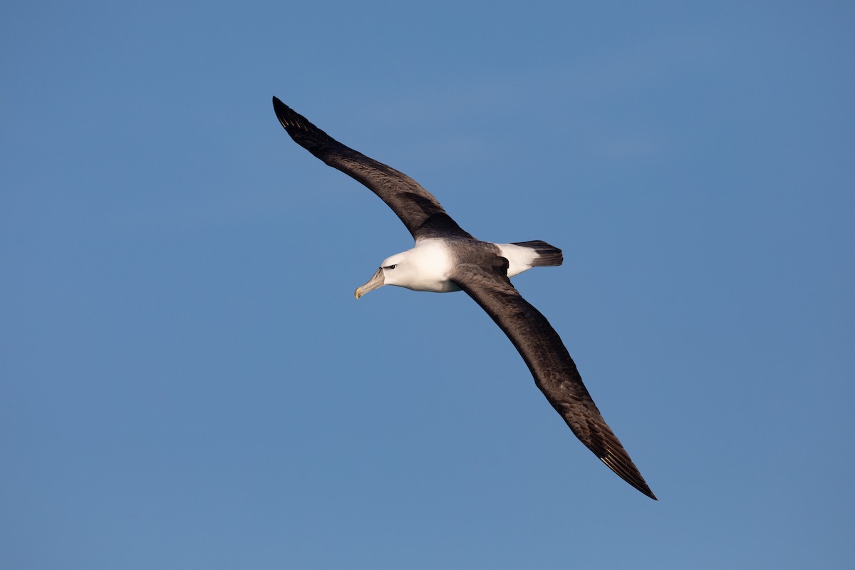 White-capped Albatross - ML646779262