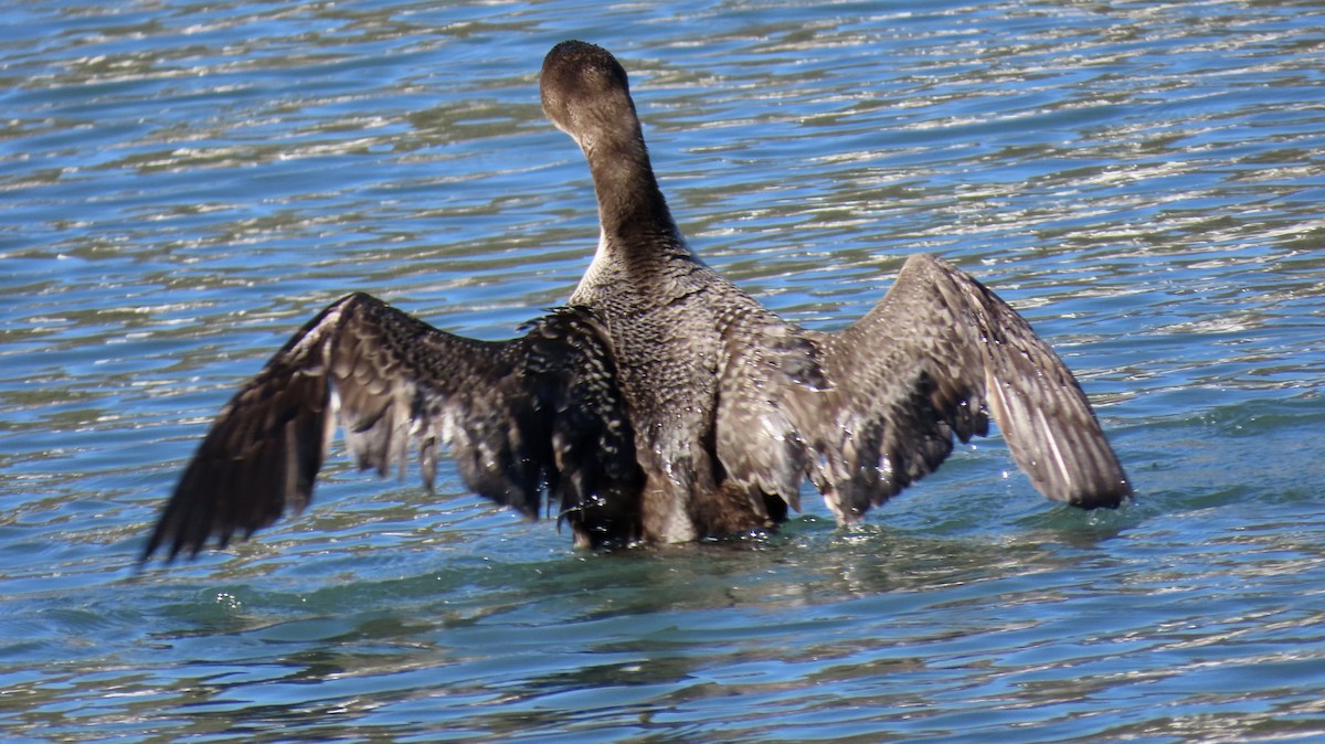 Buz Dalgıcı - ML646779263