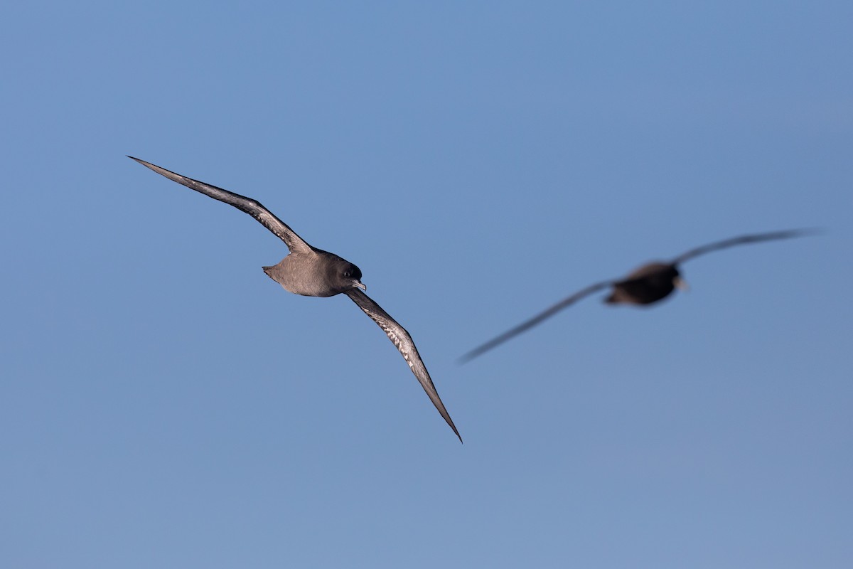 Short-tailed Shearwater - ML646779265