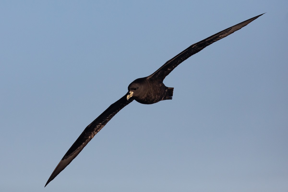 White-chinned Petrel - ML646779267