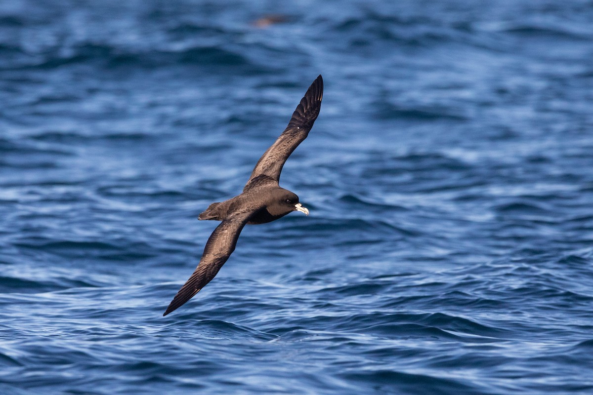 White-chinned Petrel - ML646779270