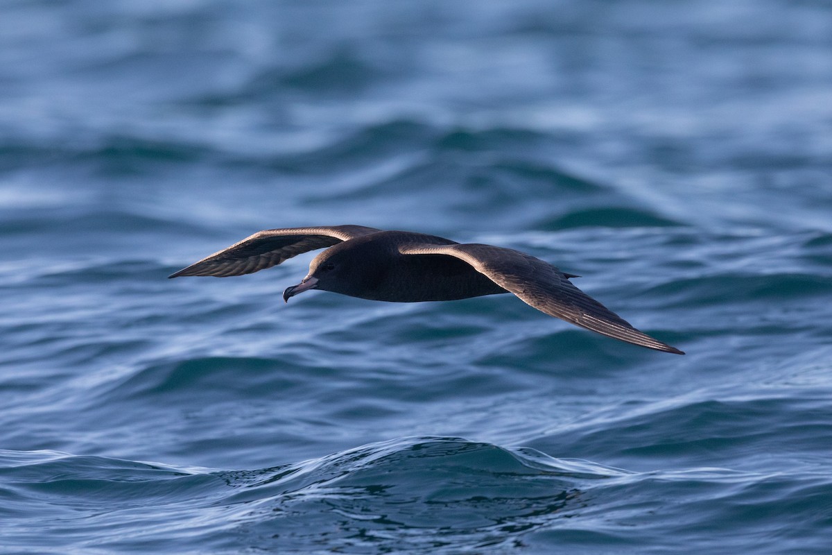 Flesh-footed Shearwater - ML646779273