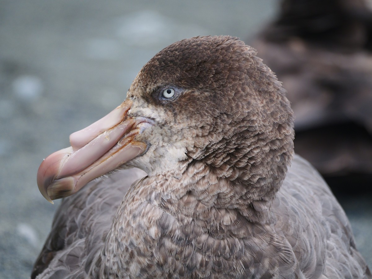 Northern Giant-Petrel - ML646779275
