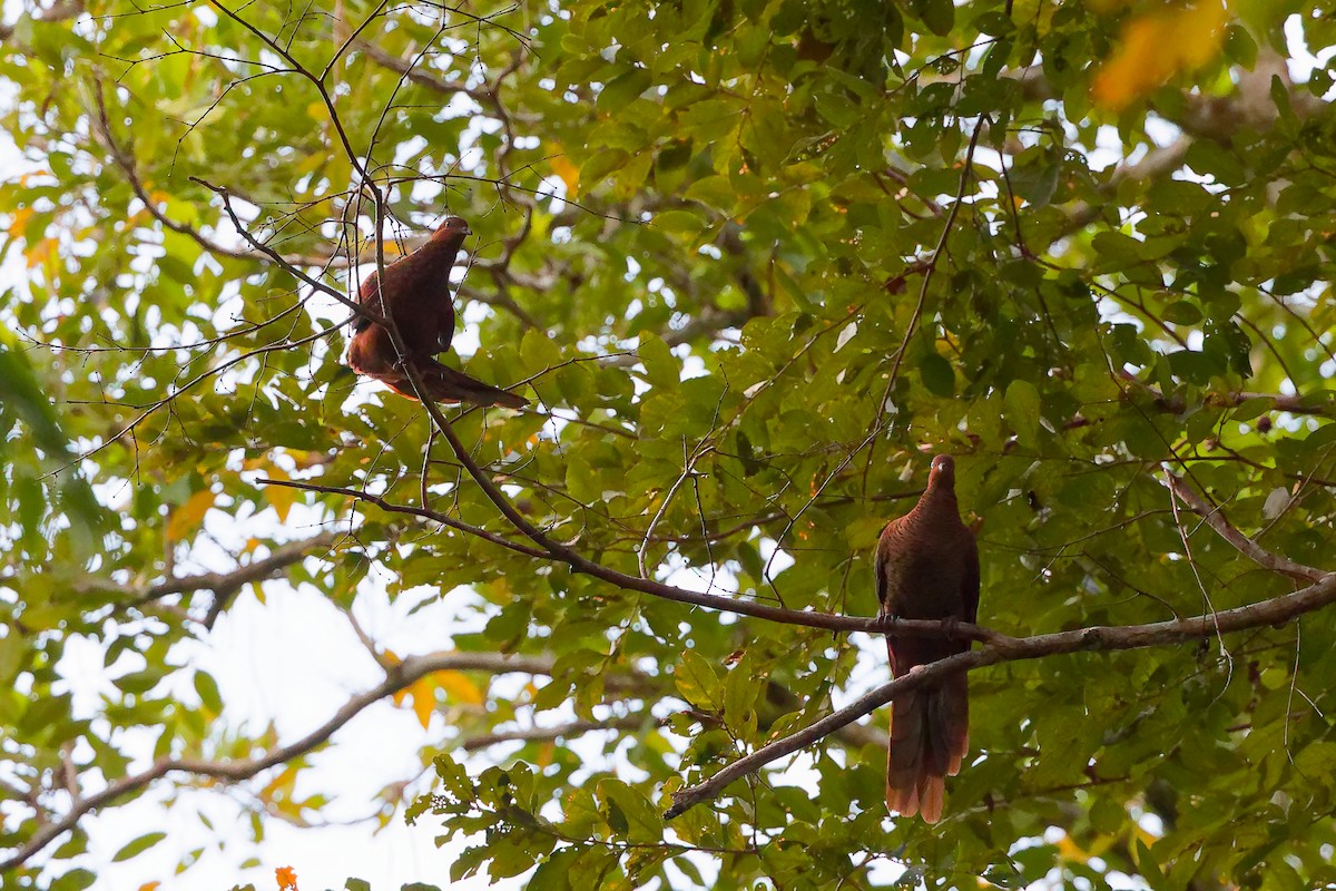 Андаманская кукушковая горлица - ML646779276