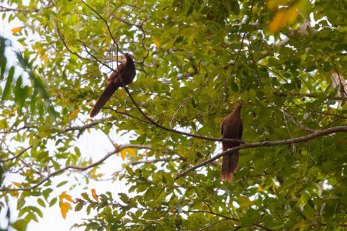 Андаманская кукушковая горлица - ML646779277