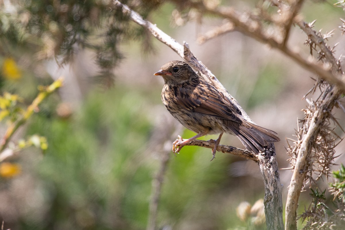 Dunnock - ML646779278