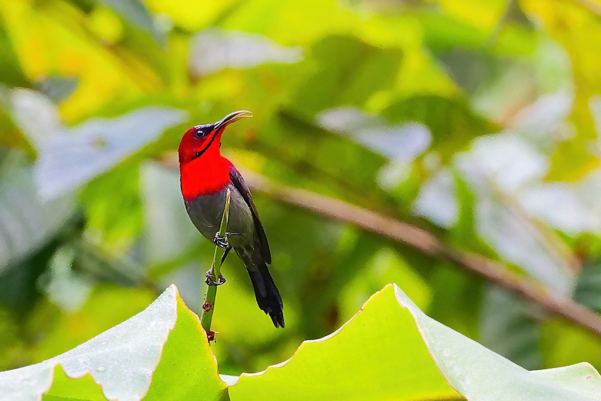 Рубиновая нектарница - ML646779280