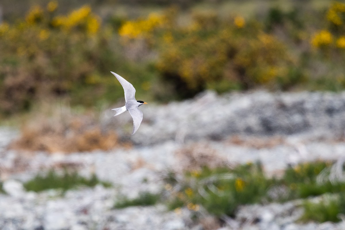 Black-fronted Tern - ML646779281