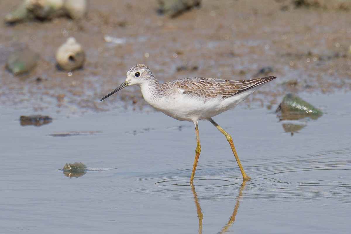 damsnipe - ML646779282