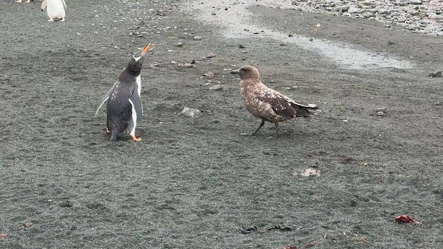 Ослиный пингвин - ML646779283