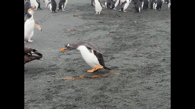 Ослиный пингвин - ML646779284