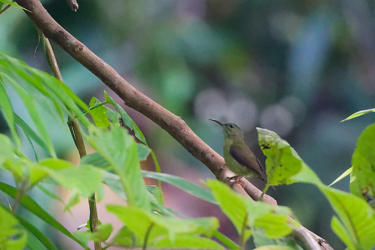 Рубиновая нектарница - ML646779285