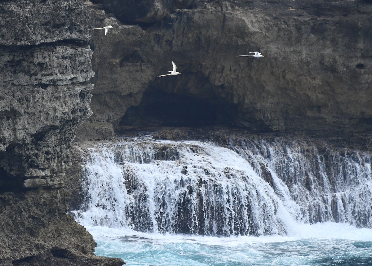 פיתון לבן-זנב - ML646779286