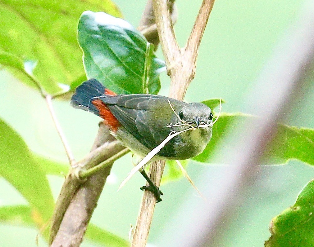 Scarlet-backed Flowerpecker - ML646779297
