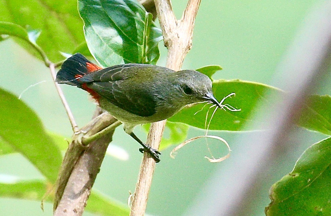 Scarlet-backed Flowerpecker - ML646779298