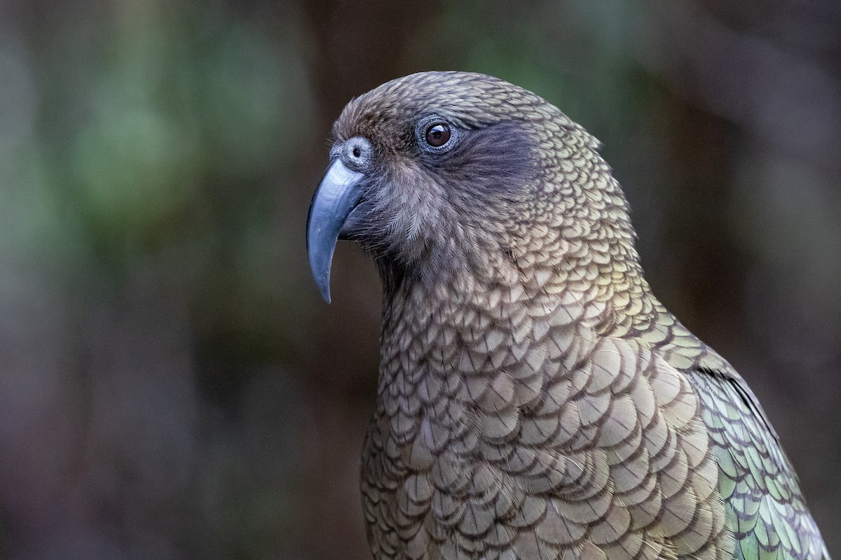 Kea - ML646779301