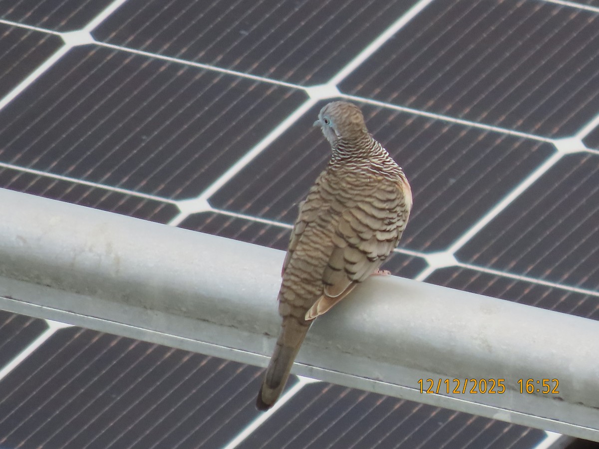 Полосатая горлица - ML646779302