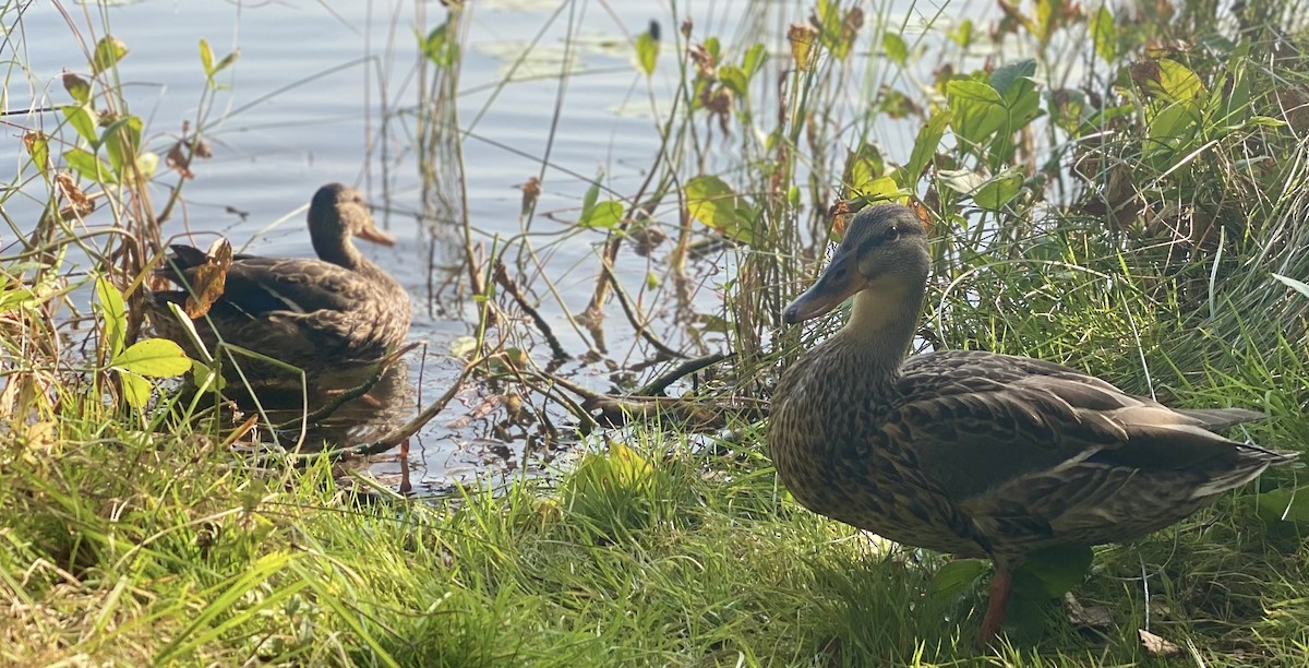 Stockente - ML646779303