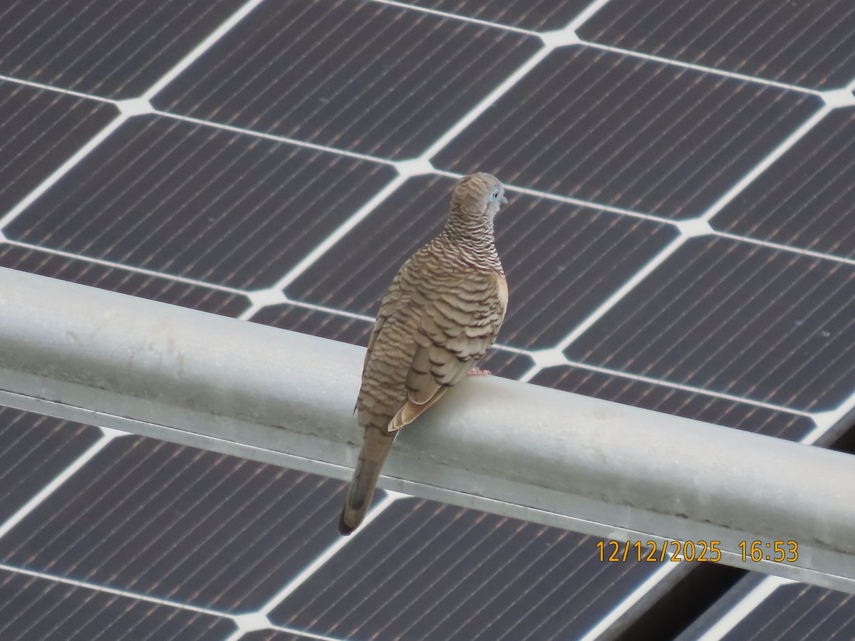 Полосатая горлица - ML646779305